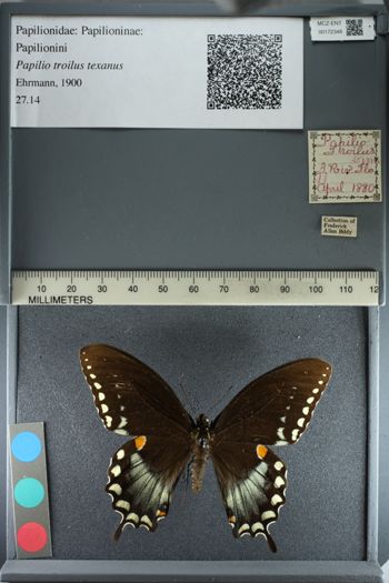 Media type: image;   Entomology 172348